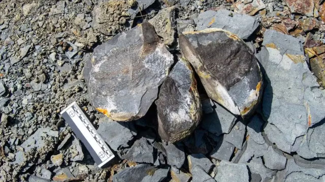 Fósseis de peixes encontrados no Brasil têm partes de órgãos preservadas