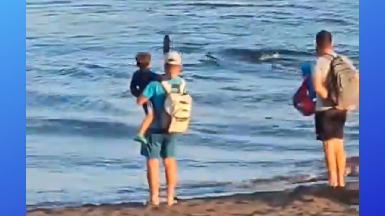 Praia é fechada na Espanha após banhistas avistarem tubarão de 2 metros