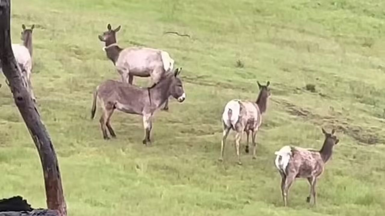 Cinco anos após desaparecer, burro é encontrado vivendo como macho alfa junto a veados