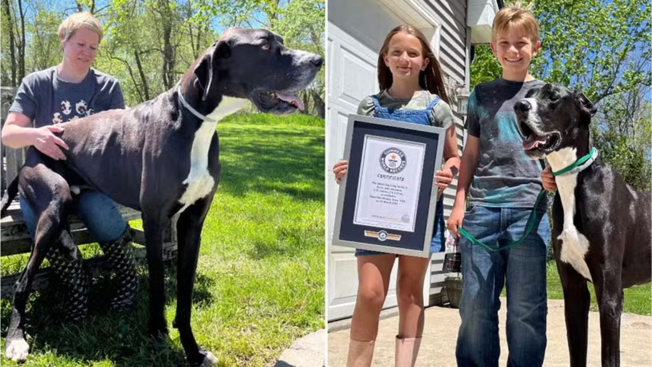 Morre dogue alemão reconhecido pelo Guinness como o cão mais alto do mundo