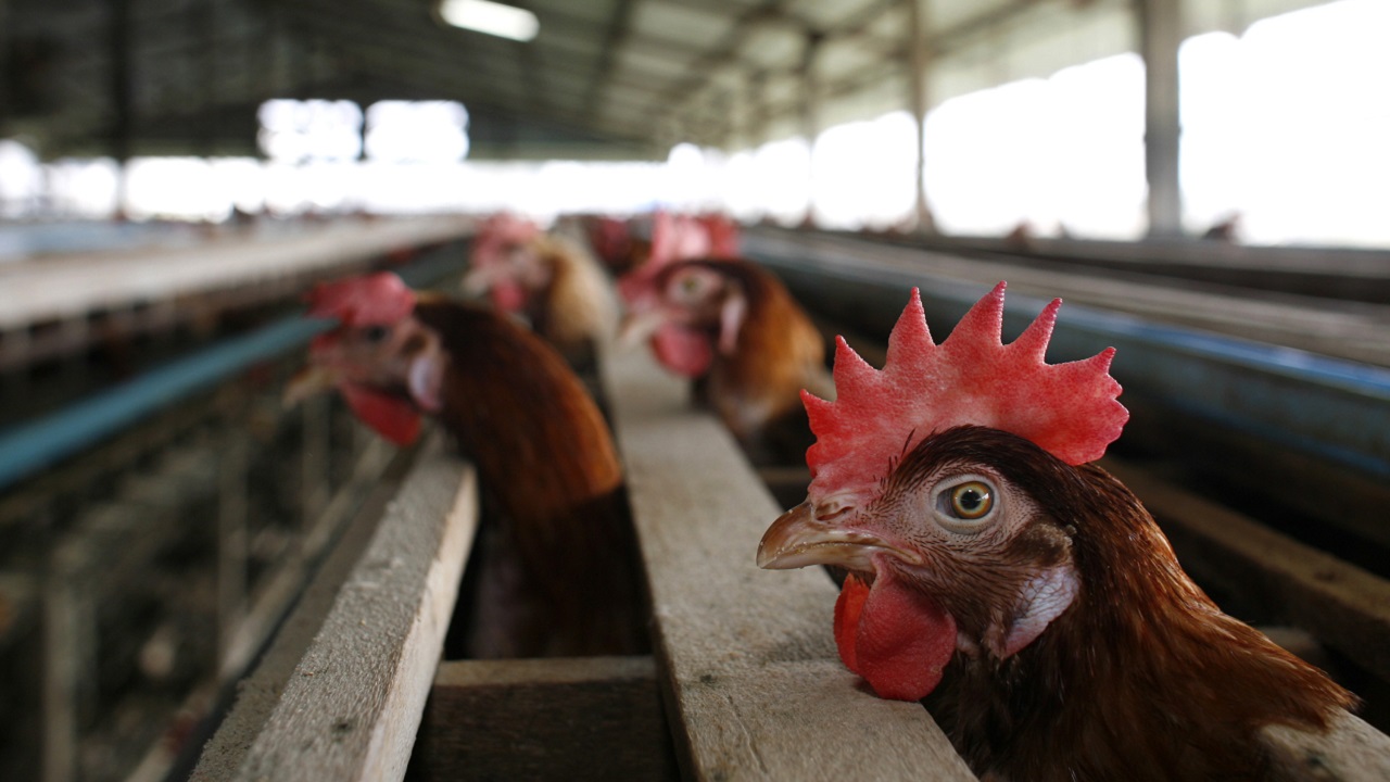 Primeiro humano infectado com variante H5N2 de gripe aviária morre no México