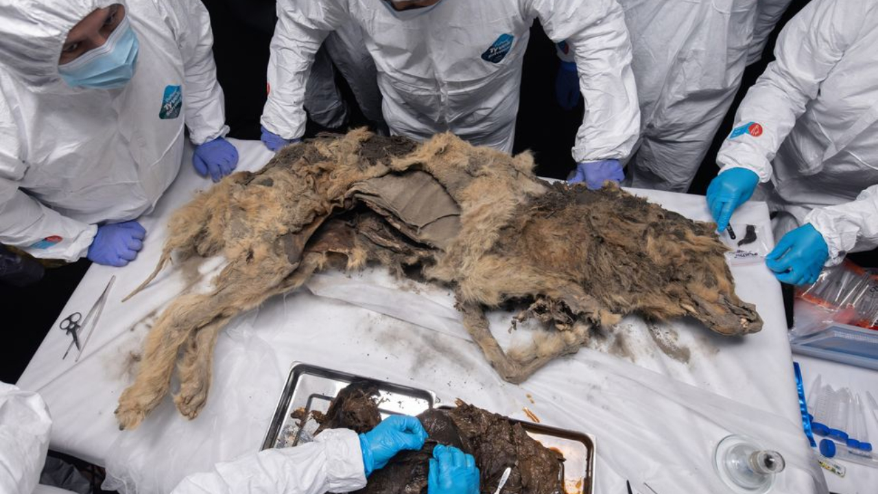 Em imagens: Lobo preservado de 44 mil anos passa por necrópsia