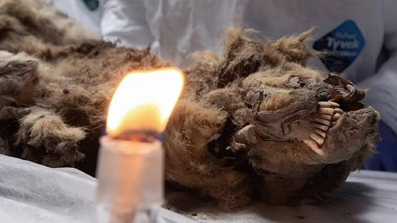 Lobo é descoberto no permafrost siberiano após 44 mil anos