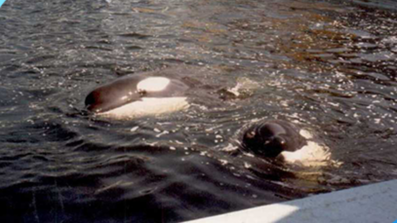 A não tão conhecida história das orcas da Islândia recebidas no Playcenter