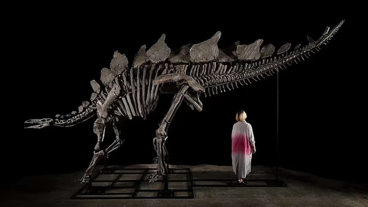 Apex: Dinossauro mais caro do mundo ganha nova casa