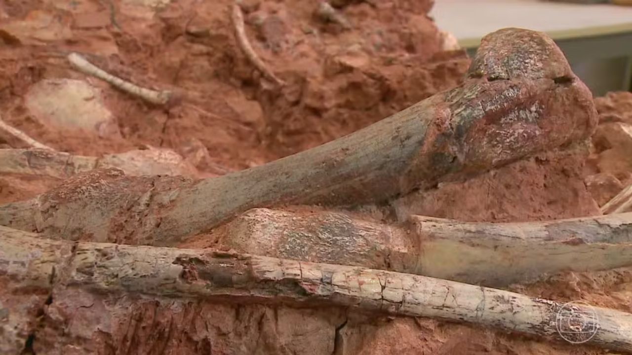 Fóssil de dinossauro encontrado no RS é de carnívoro e pode ser espécie nova