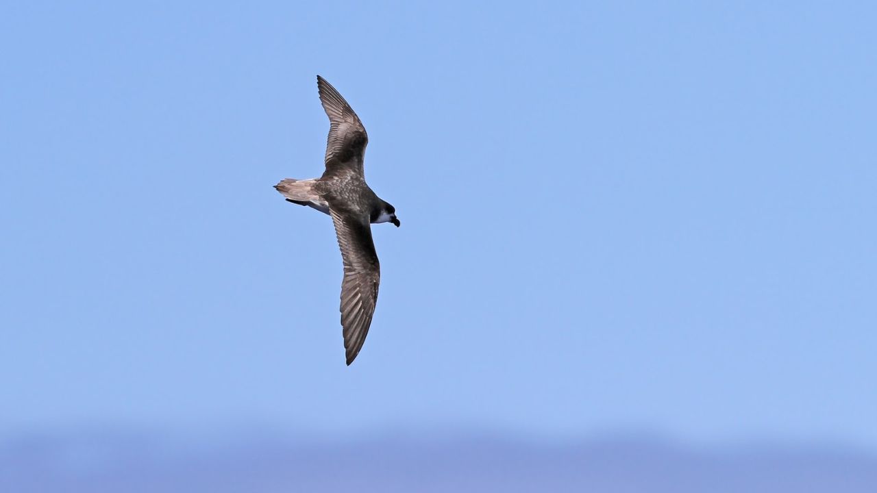 Espécie de aves marinhas persegue furacões para conseguir presas