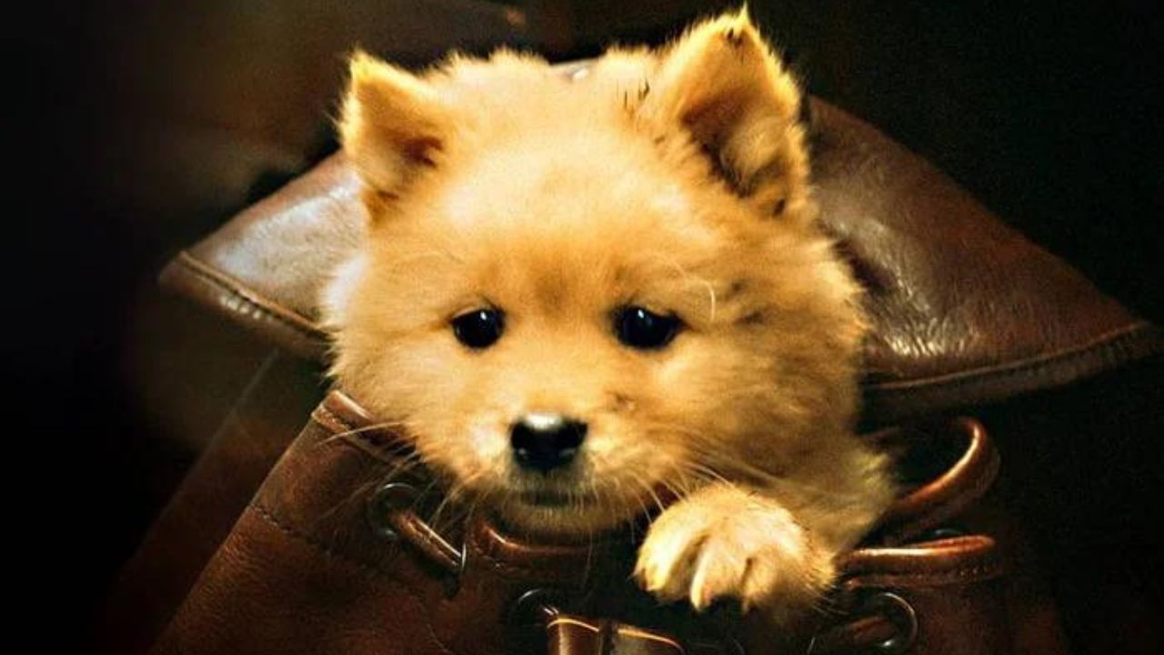 História do cão de ‘Sempre ao Seu Lado’ ganha versão adaptada no cinema