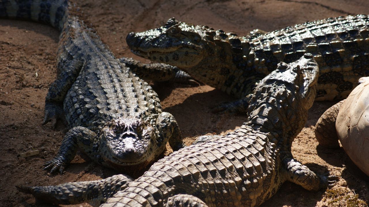 Venerados, crocodilos eram caçados e mumificados no Egito Antigo