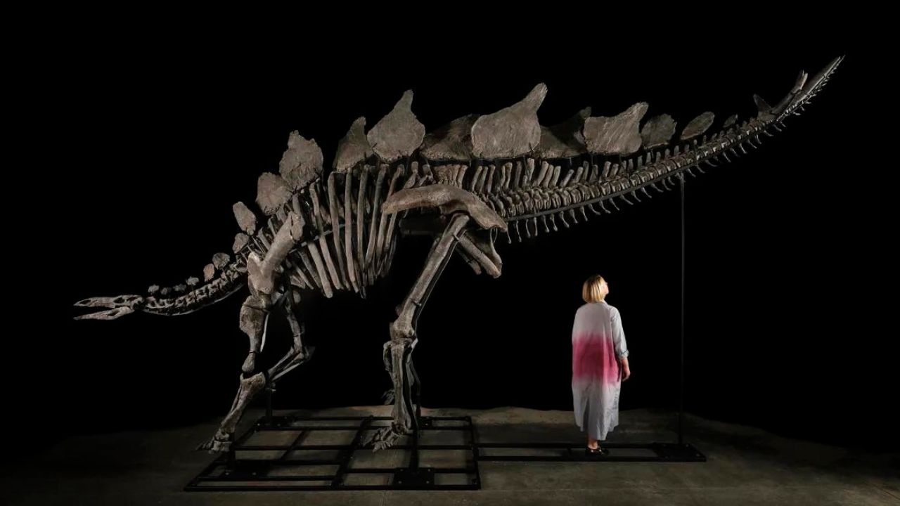 Esqueleto de dinossauro é leiloado por US$ 44,6 milhões nos Estados Unidos