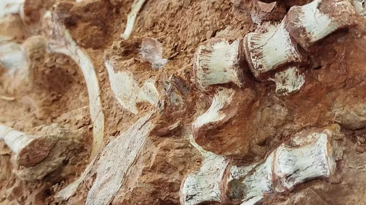 Fóssil de dinossauro é encontrado exposto no RS devido ação das chuvas