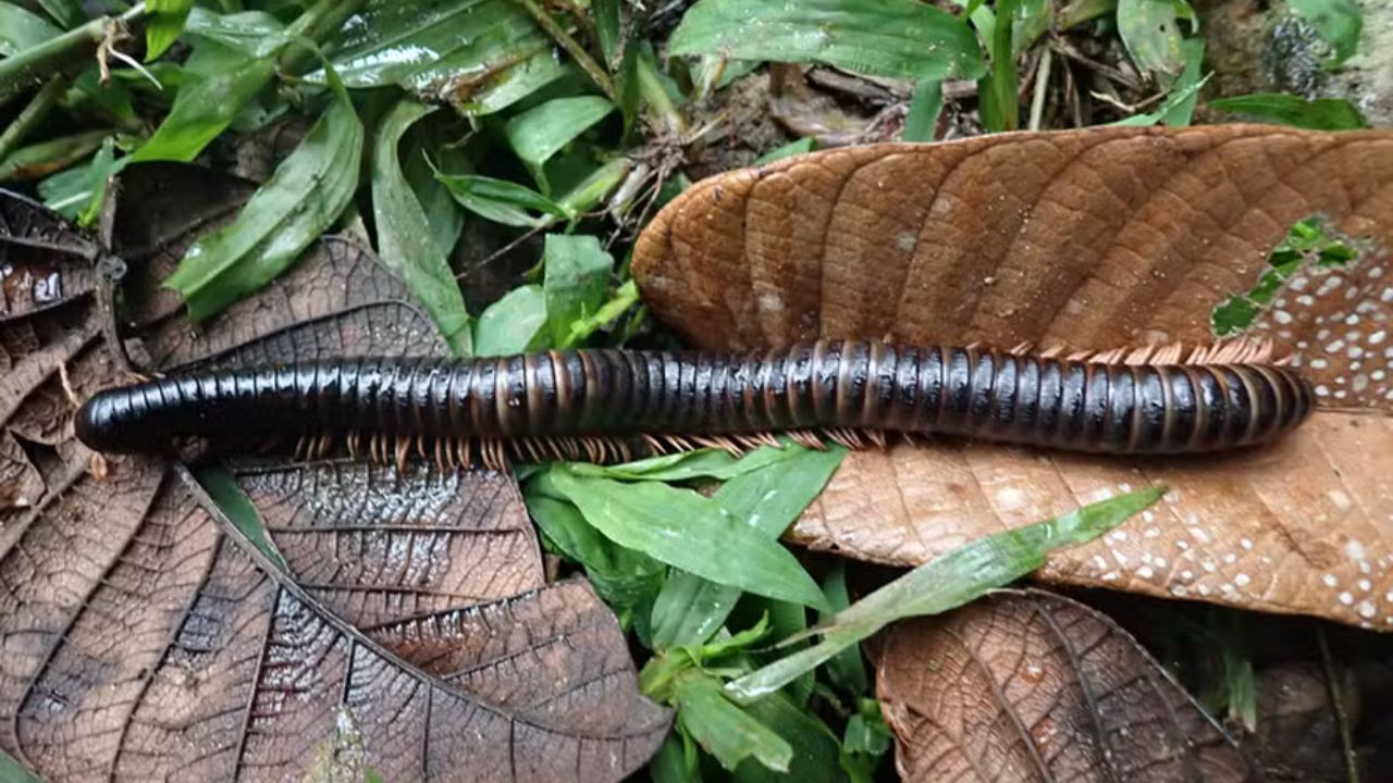 Espécie de centopeia que não era avistada há 126 anos é encontrada em Madagascar