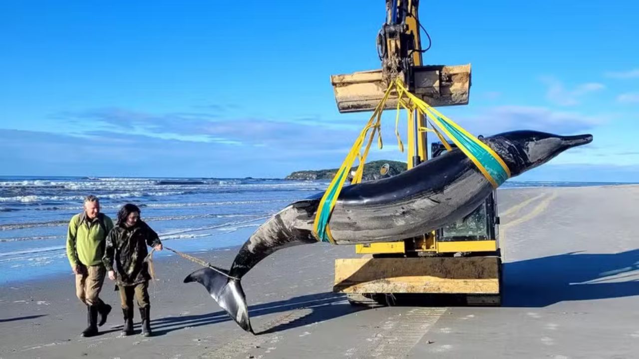 Baleia mais rara do mundo é encontrada morta na Nova Zelândia