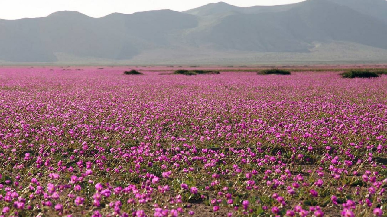 Deserto do Atacama se transformou em jardim floral de inverno