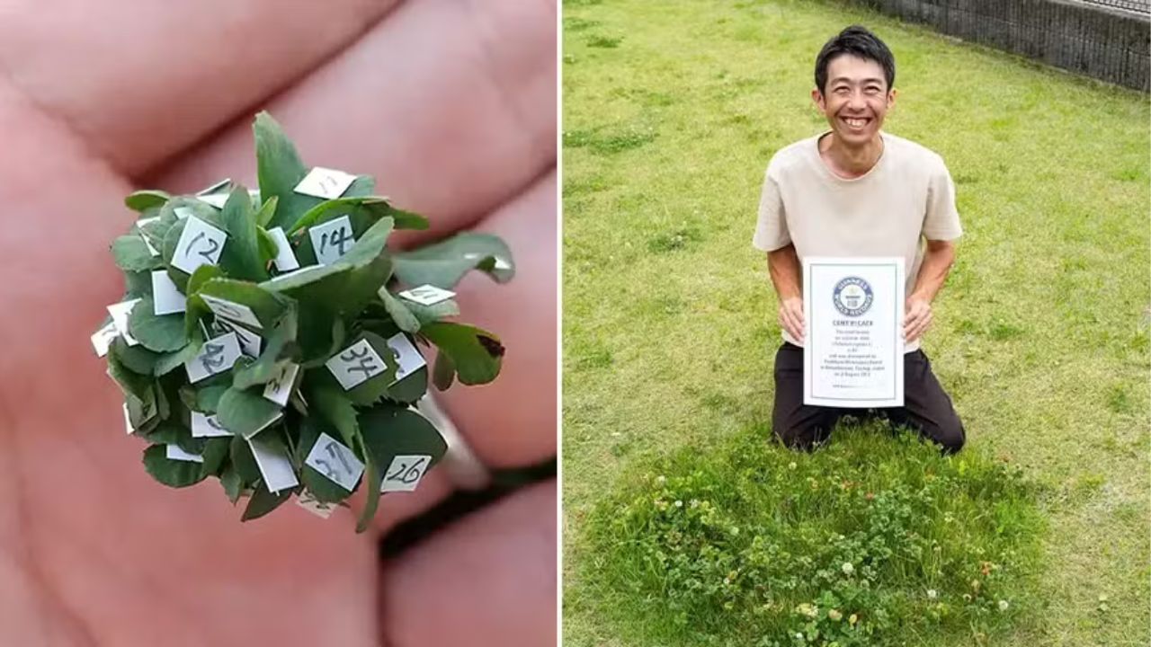 Japonês cultiva trevo de 63 folhas e entra para o Guinness