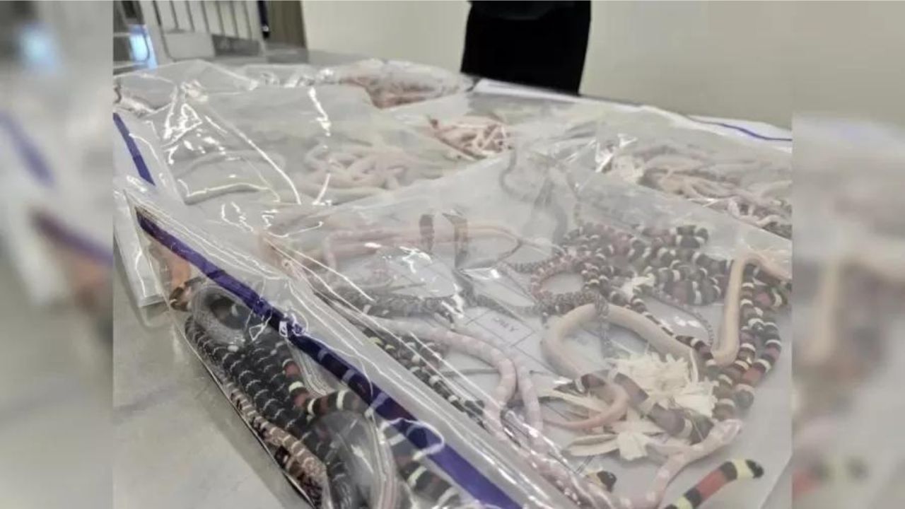 Homem é preso ao tentar entrar na China com 104 cobras vivas na calça