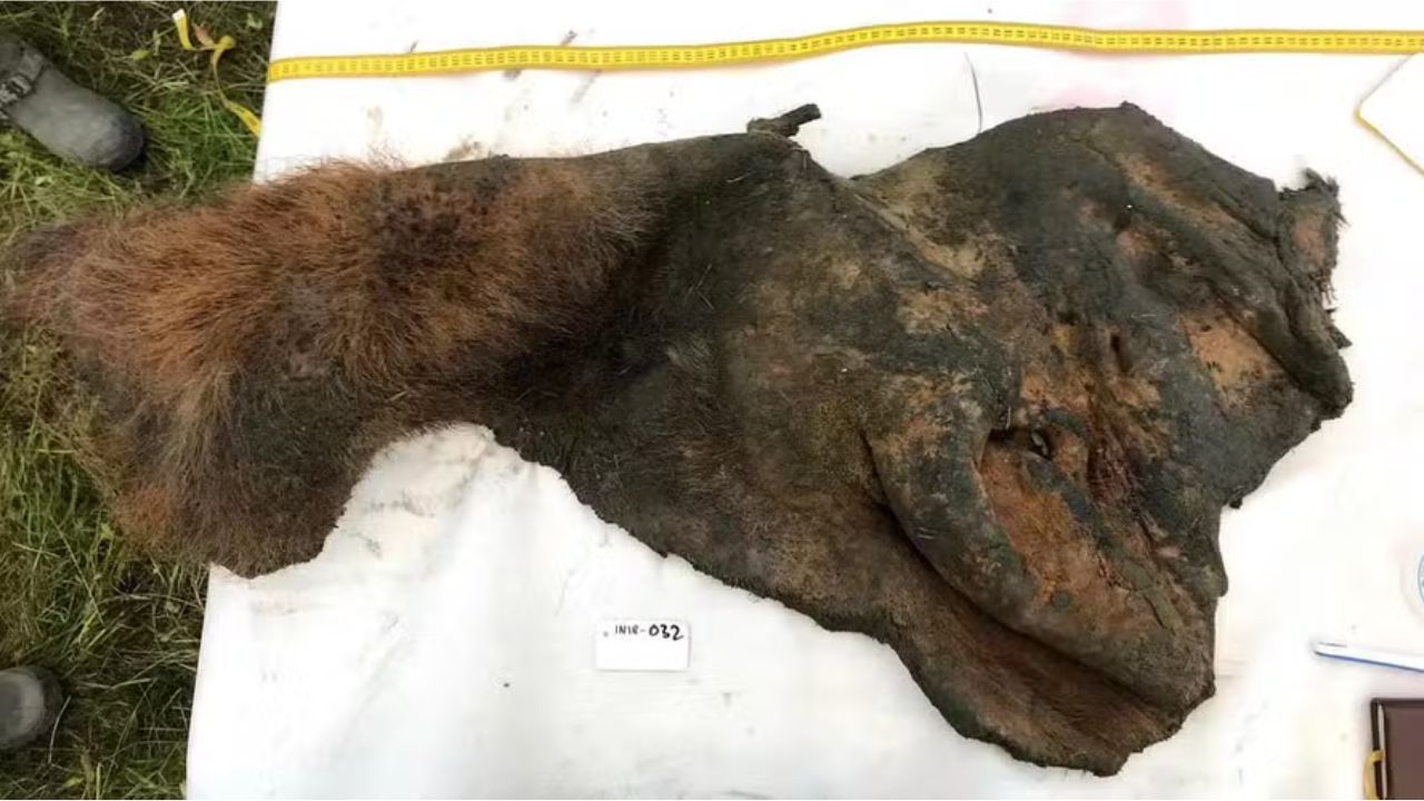 Cientistas desvendam DNA dos mamutes a partir de pele de animal