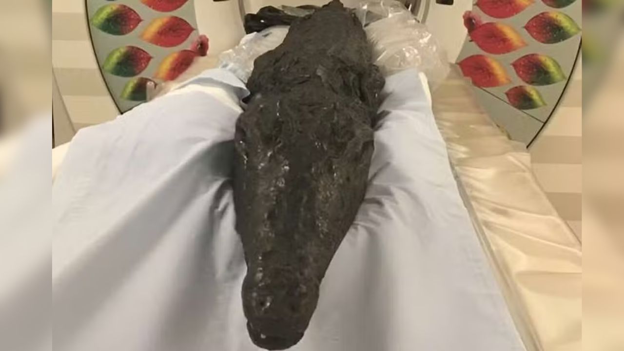 Estudo aponta a última refeição de crocodilo mumificado