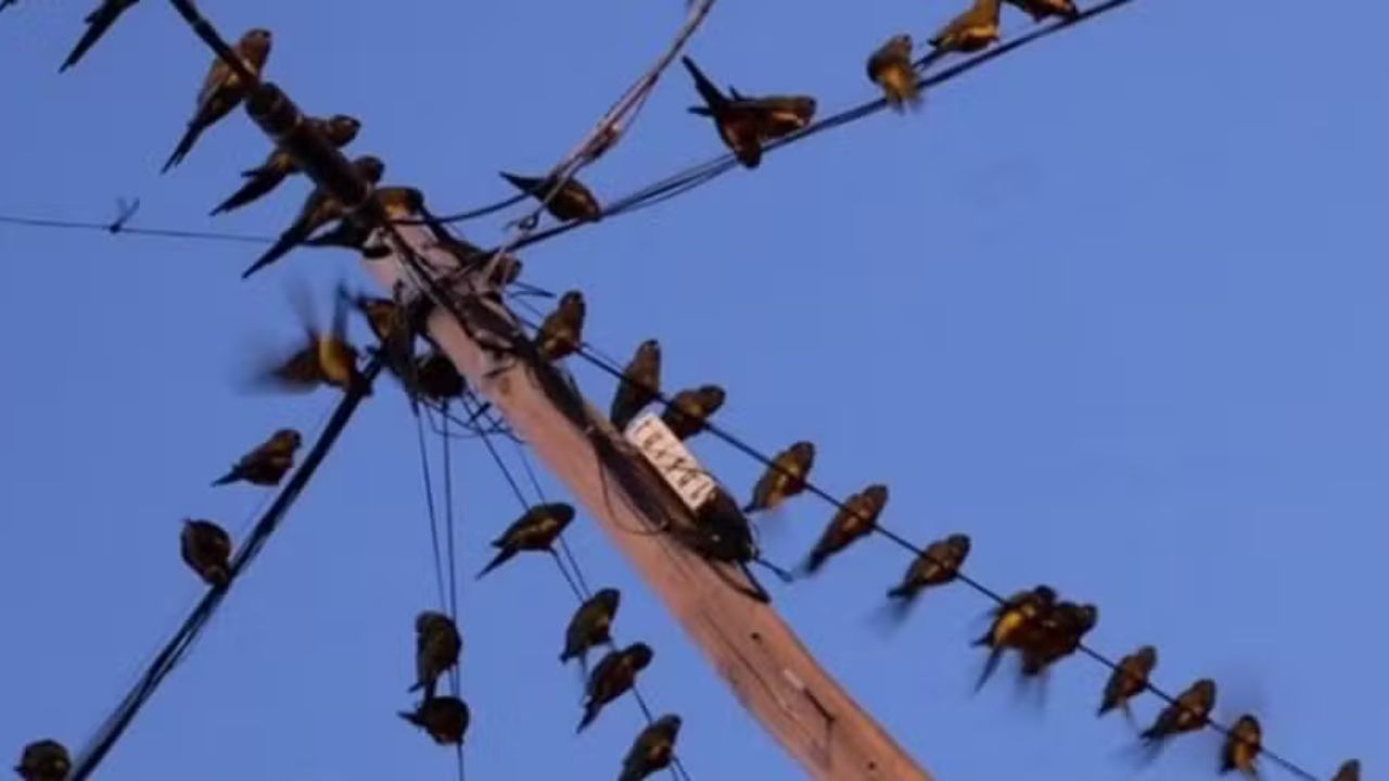 Povoado argentino sofre com superpopulação de papagaios