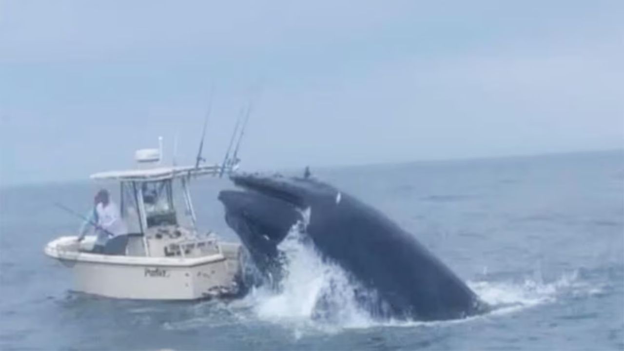 Pescador relata como sobreviveu depois de ter barco virado por baleia