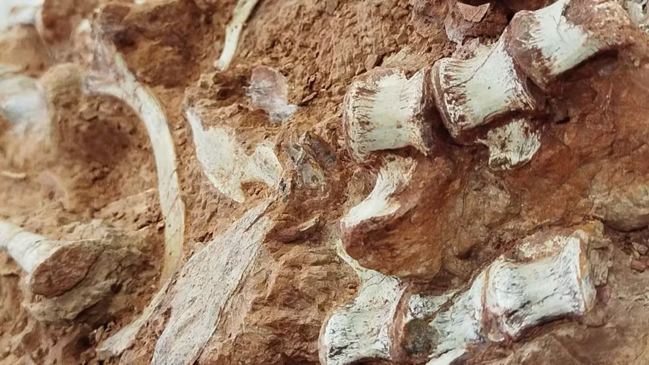 200 milhões de anos: O que se sabe sobre o fóssil de dinossauro descoberto no RS