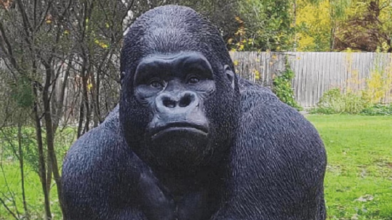 Homem é acusado de roubar estátua de gorila na Austrália