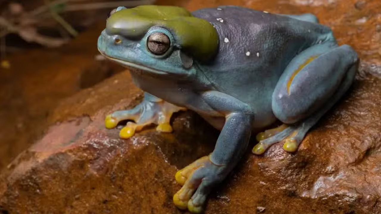 Cientistas australianos encontram rã com mutação azul rara