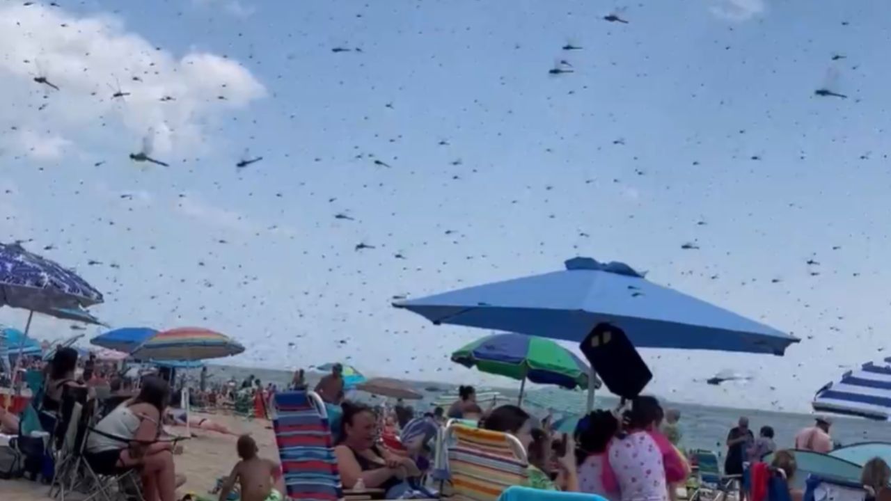 Enxame com milhares de libélulas toma conta da praia nos Estados Unidos