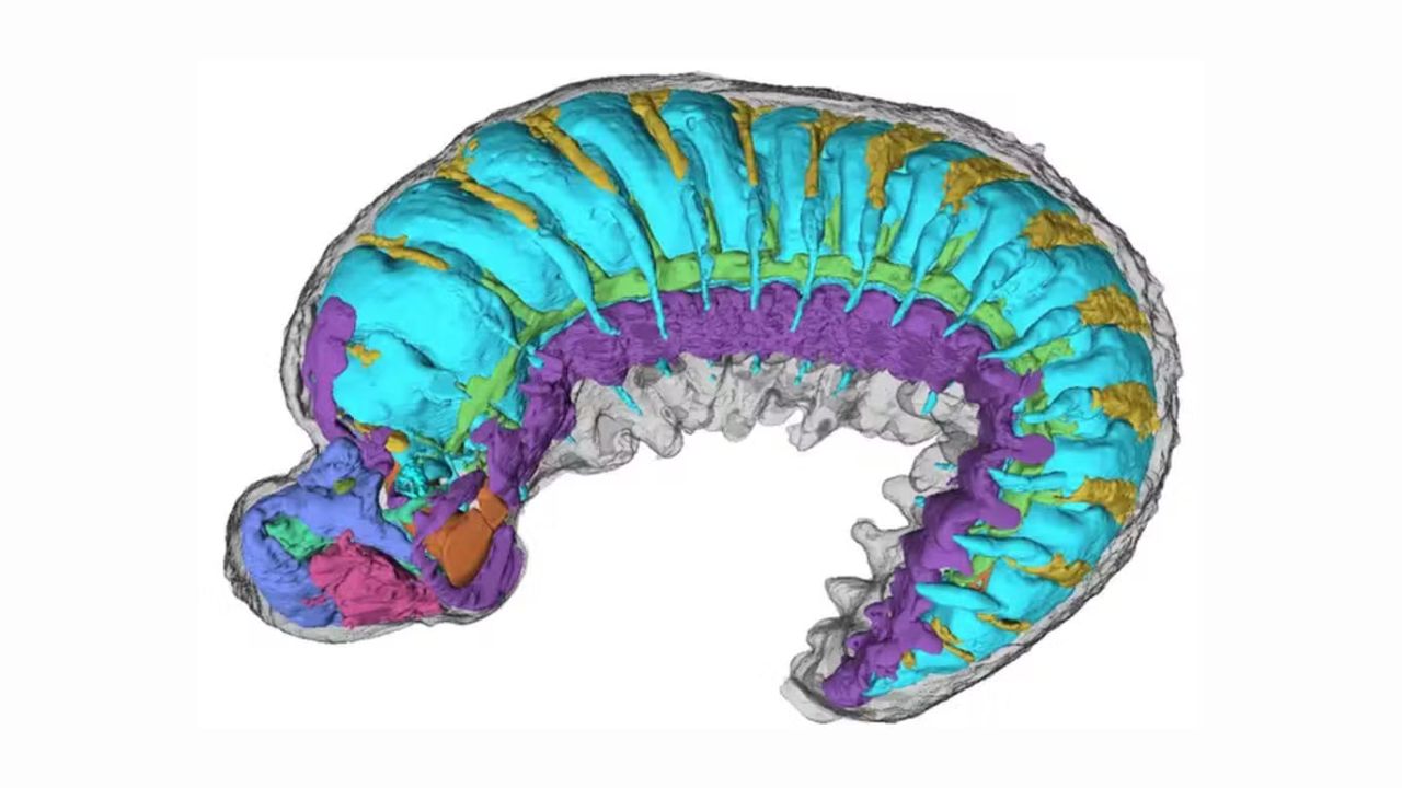 Raio-x revela anatomia de inseto minúsculo que viveu há 520 milhões de anos