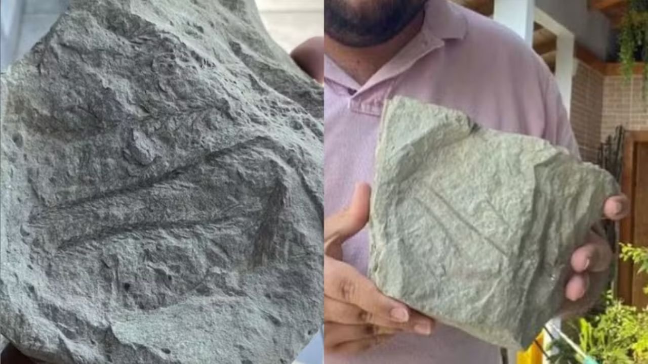 Fóssil inédito de 270 milhões de anos é encontrado durante caminhada em SC