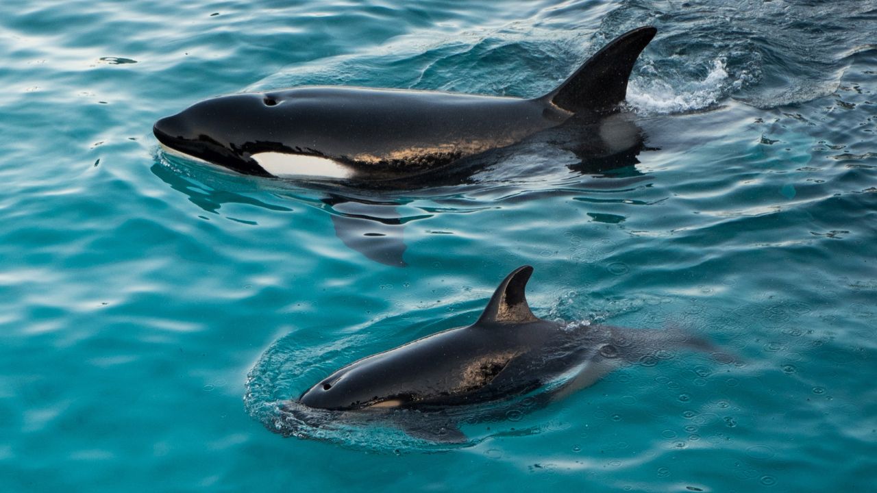 Cientistas têm nova teoria sobre motivos de ataques de orcas a barcos