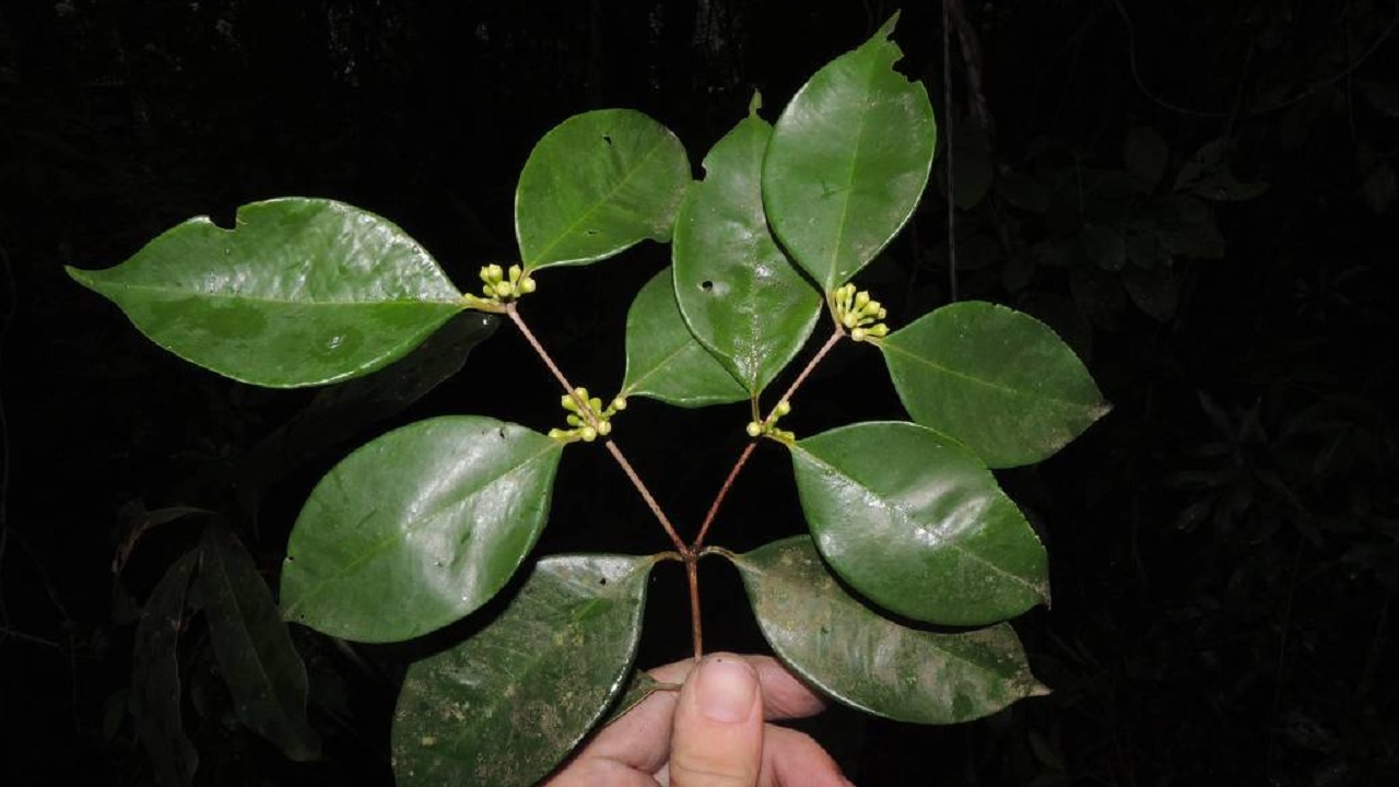 Pesquisadores encontram árvore frutífera única no mundo na Mata Atlântica