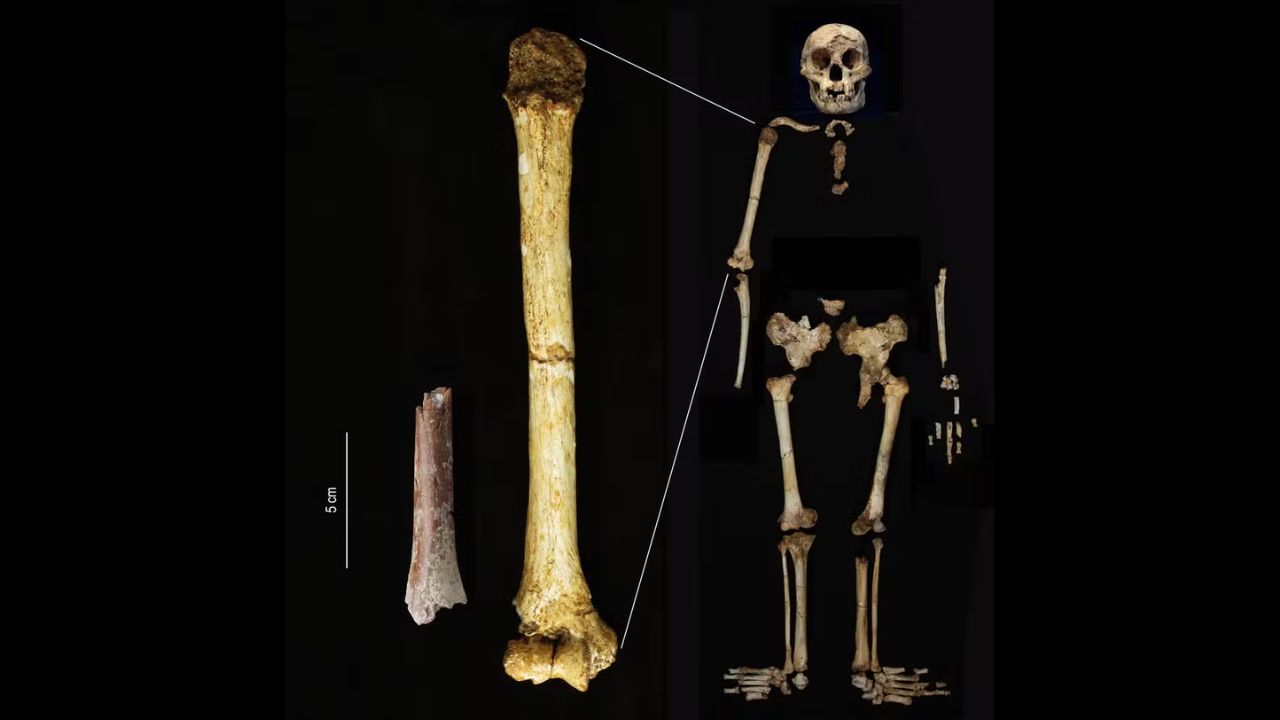 Osso do menor ancestral humano conhecido é encontrado na Indonésia