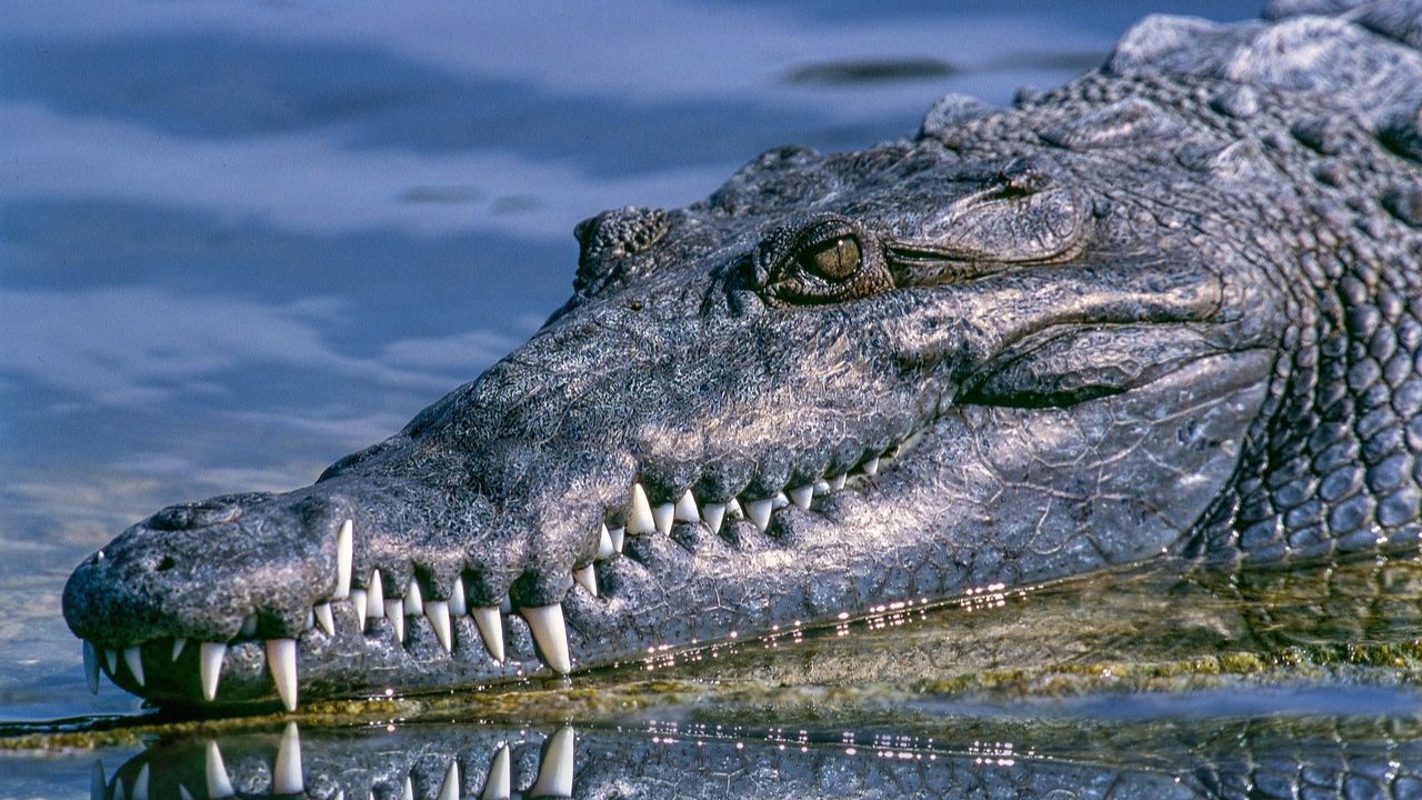 Mulher é morta em ataque de crocodilo na Indonésia