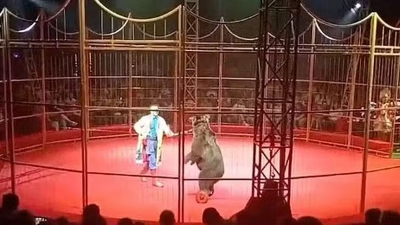 Domador é atacado por urso durante apresentação de circo na Rússia