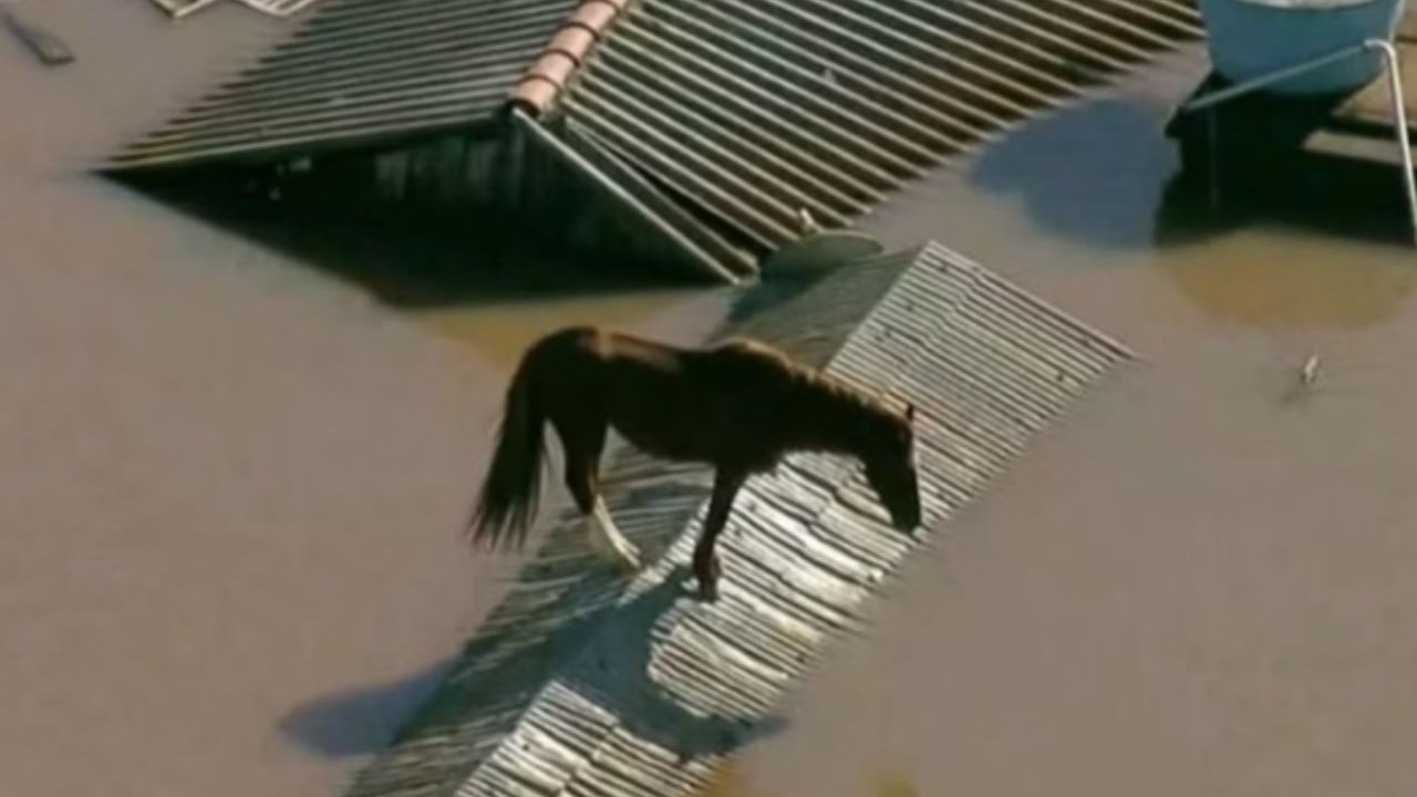 Resgatado de enchente, cavalo Caramelo é destaque em feira agro