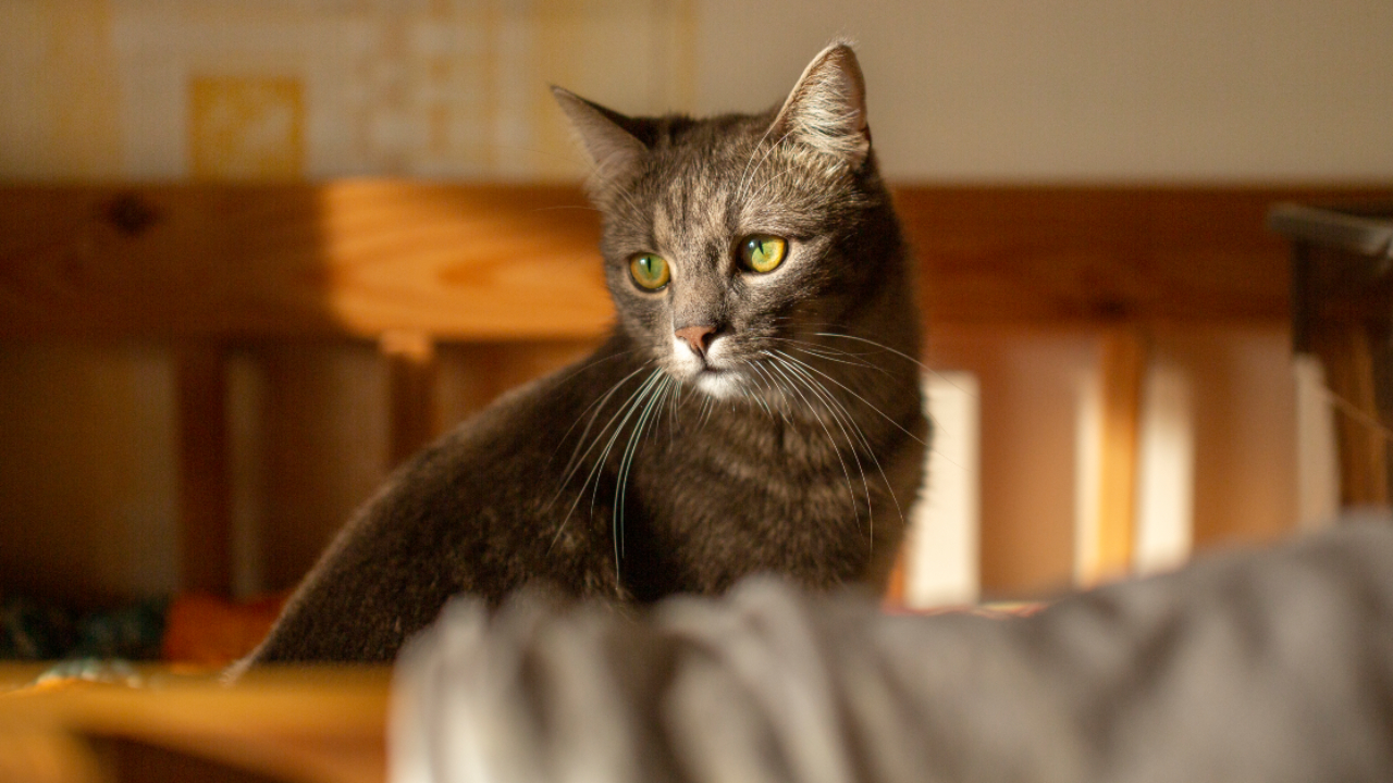 Gatos podem sofrer com luto, mesmo de animais de estimação, informa estudo