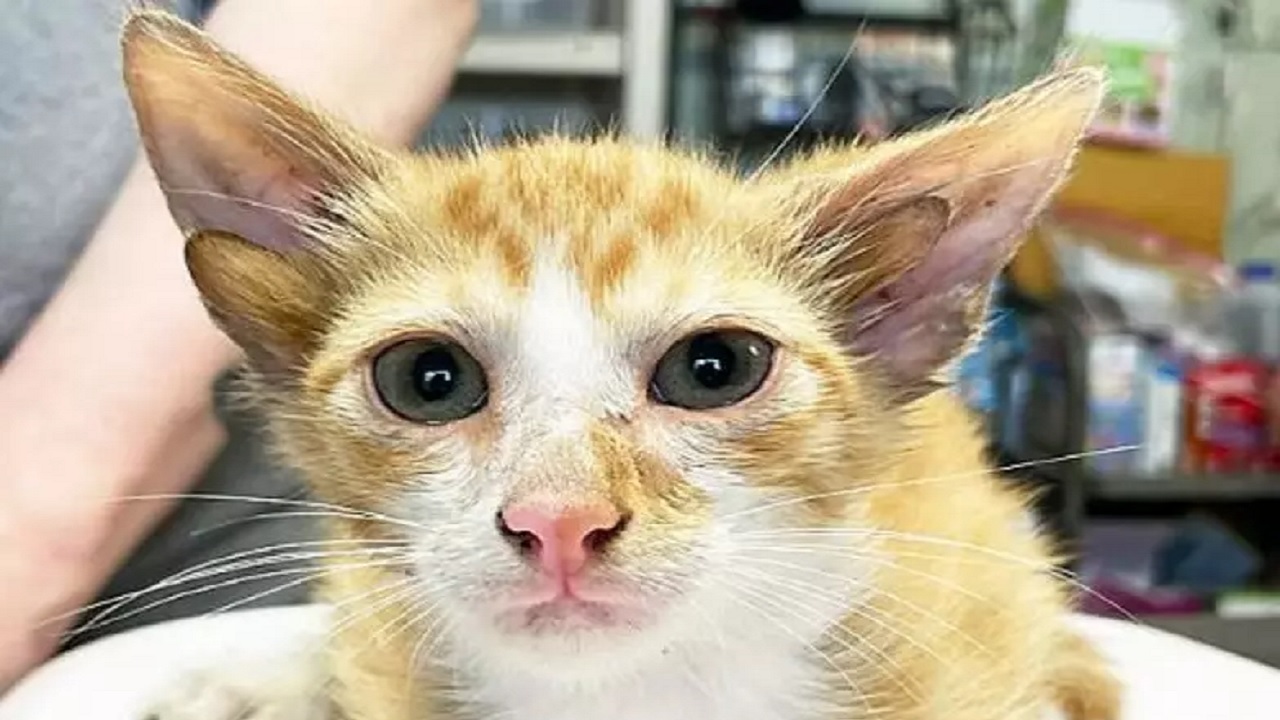 Gato com quatro orelhas chama atenção em abrigo dos EUA