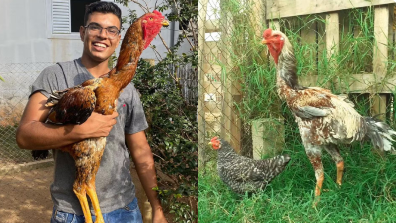 Jovem do interior de SP faz carreira criando ‘galinhas gigantes’