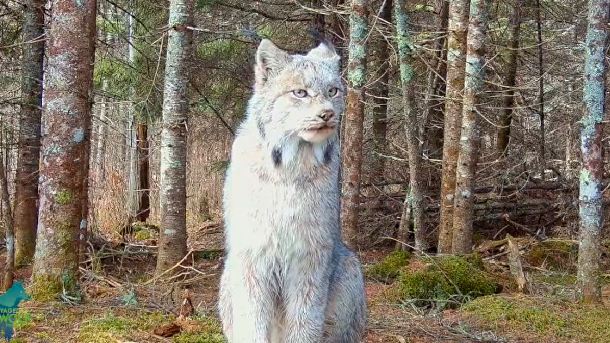 Raro felino é flagrado por câmera oculta em floresta nos Estados Unidos