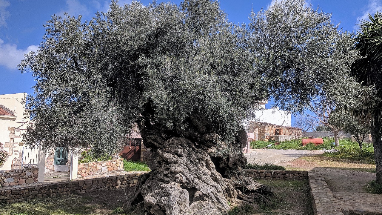 3 mil anos: Conheça a história da oliveira mais velha do mundo