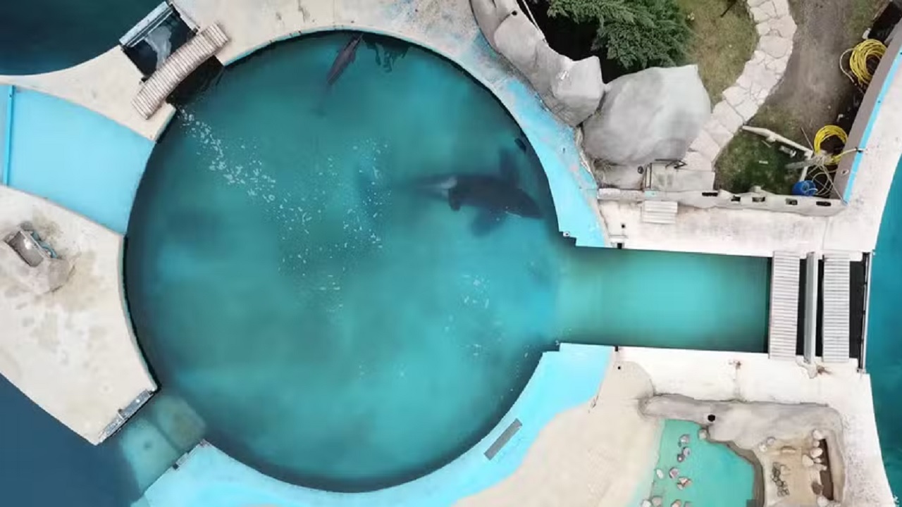 Sozinha há 24 anos: Conheça a orca mais solitária do mundo