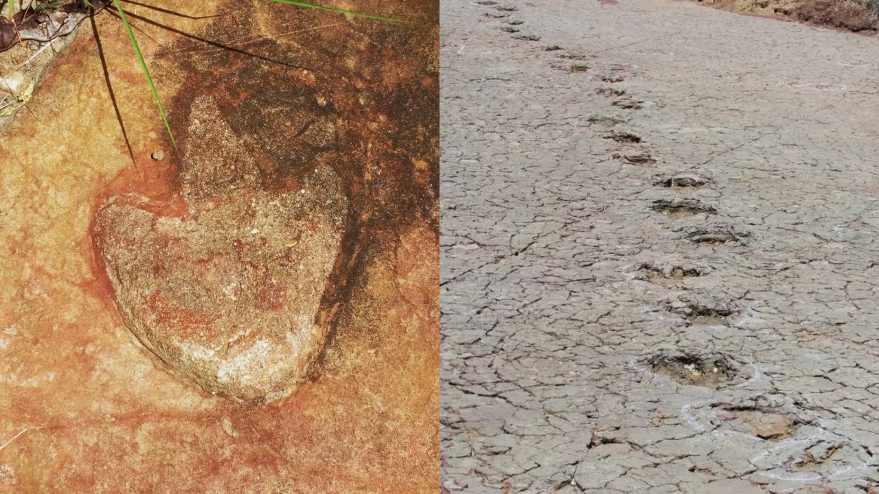 Novo estudo sugere existência de ‘corredor para dinossauros’ entre Brasil e África