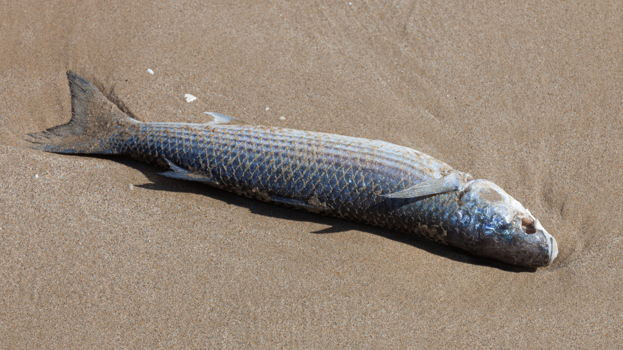 Grécia: Porto de Volos é tomado por toneladas de peixes mortos