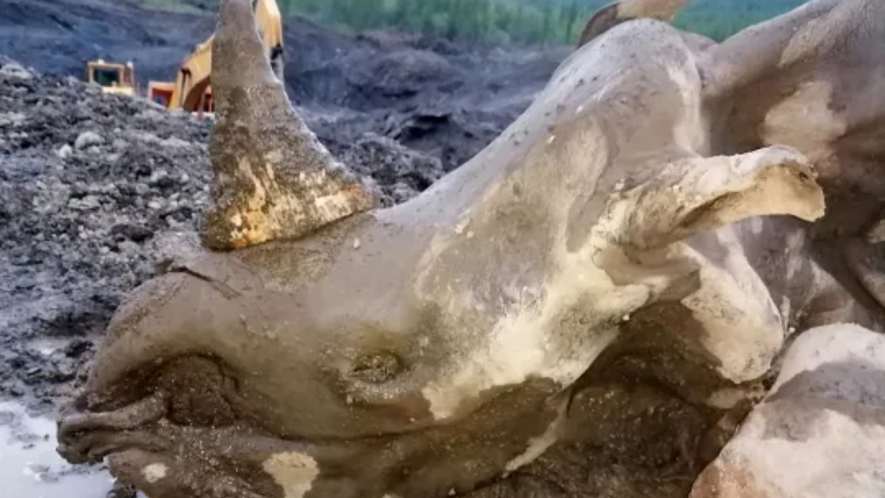 Mineradores descobrem impressionante múmia de rinoceronte-lanudo na Sibéria