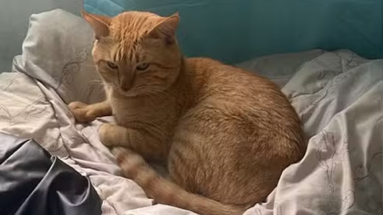 Conheça Thor, o gato agressivo que desafia sua família