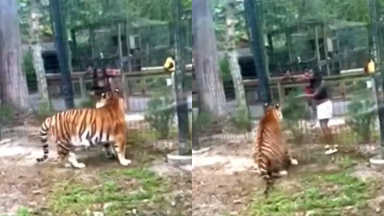 EUA: Mulher ‘invade’ jaula de tigre em zoológico para brincar com o animal