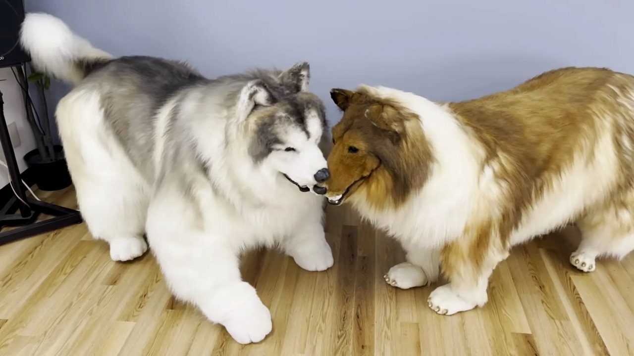 Toco, o Collie humano, aparece brincando com amigo homem-cachorro em novo vídeo