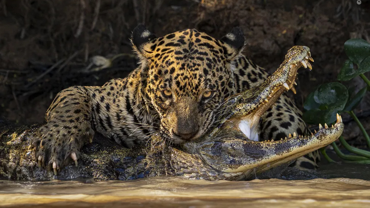 Confira 9 candidatos ao prêmio de Melhor Fotografia de Vida Selvagem do Ano