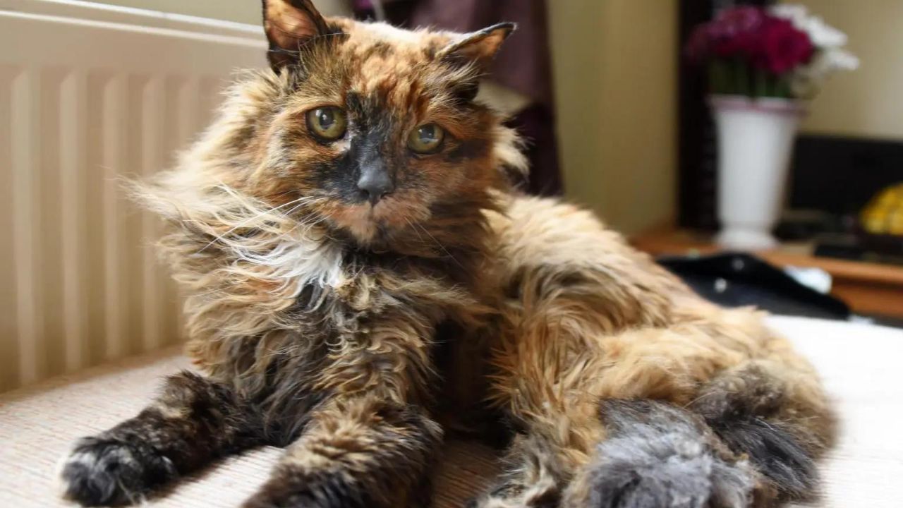 ‘Gata mais velha do mundo’ morre aos 33 anos de idade